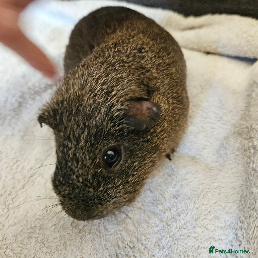 Guinea Pig rodents for sale: 2 Year Old Male guinea pig  - Advert 2