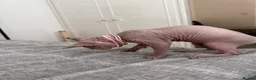 Sphynx cats for sale: Special Reduced Price Blue-Eyed Sphynx / TICA Reg - Advert 20