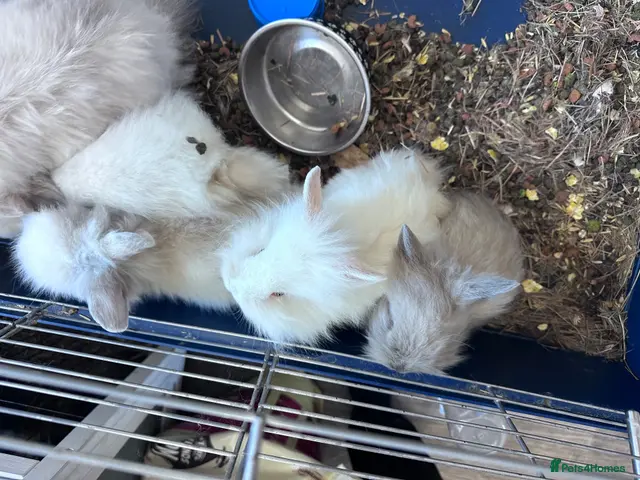 Lionhead rabbits for sale: Mixed lot of double main Lionhead bunnies 😍 - Advert 2