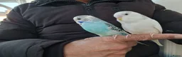 Budgerigars birds for sale: Super Hand Tamed Baby Budgie  - Advert 5