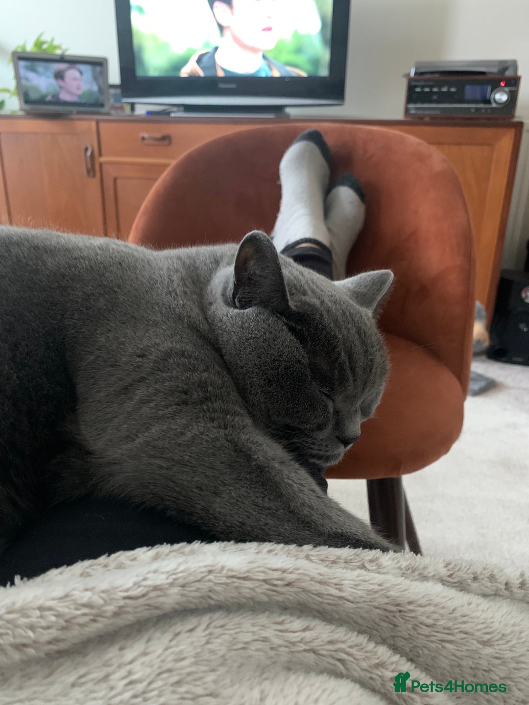 British Shorthair cats for sale: A loving and very affectionate 6 year old BSH boy - Image 5