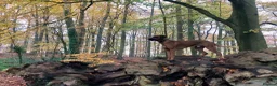 Rhodesian Ridgeback dogs for stud: Athletic RR for stud  - Advert 9
