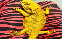 Bearded Dragon reptiles for sale: Female bearded dragon  - Image 2
