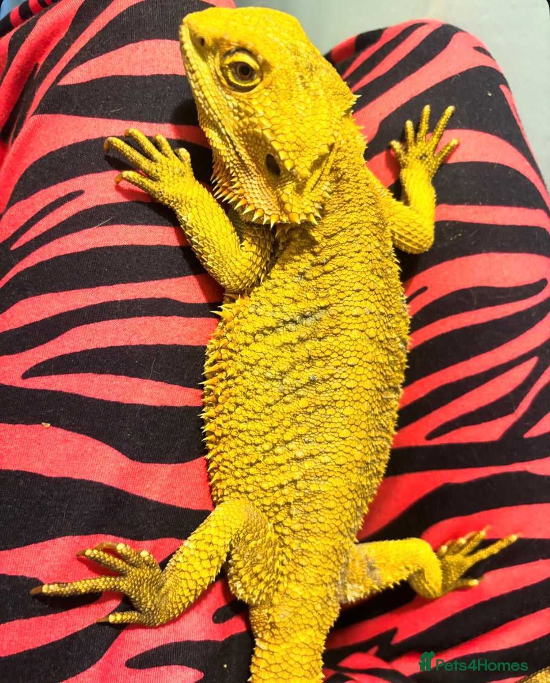 Bearded Dragon reptiles for sale: Female bearded dragon  - Image 2