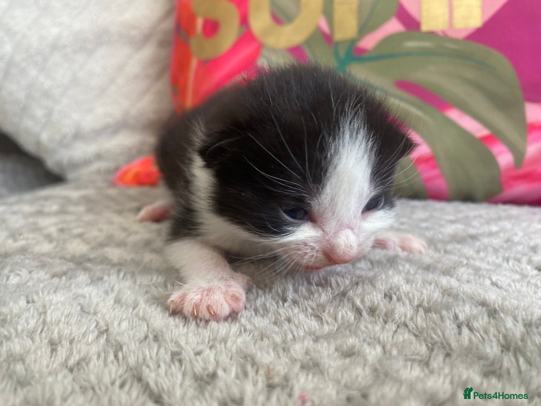 Ragdoll cats for sale: Kittens 💗 - Image 7