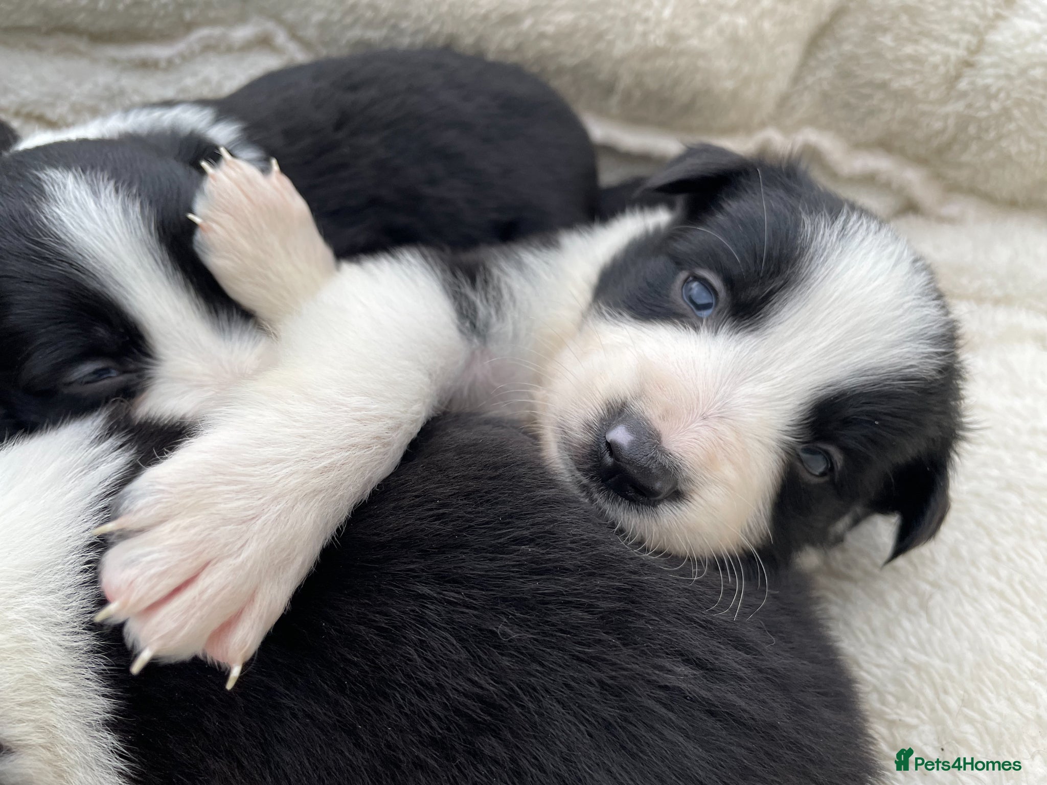 Border Collie dogs Beautiful Border Collie Puppies in Grassington - Advert 1