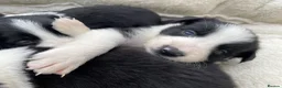 Border Collie dogs for sale: Beautiful Border Collie Puppies in Grassington - Advert 1
