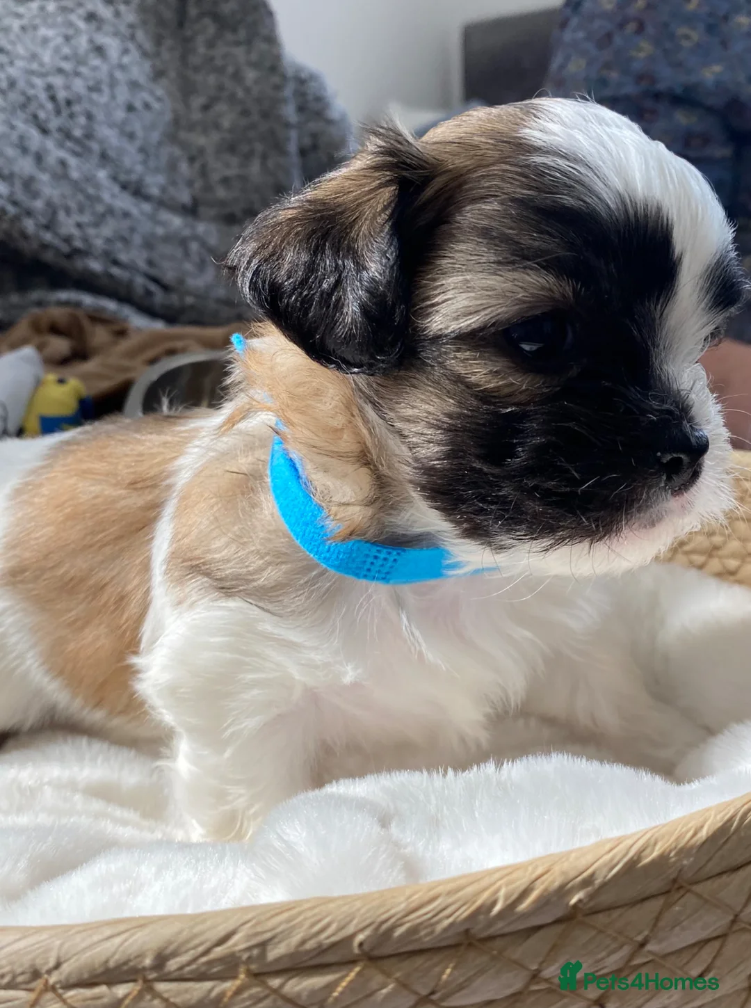 Zuchon dogs for sale: Zuchon puppies for sale in Great Yarmouth - Advert 29