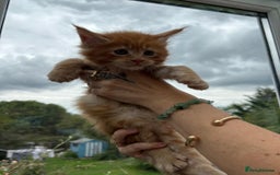 Maine Coon cats for sale: Registered Maine coon kittens  - Image 9