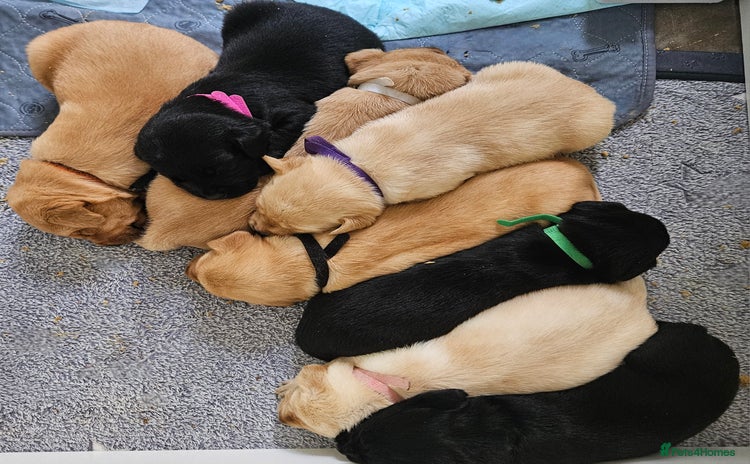 Labrador Retriever dogs - Advert 2