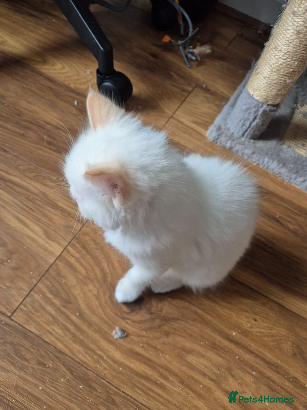 Ragdoll cats for sale: Urgent 2 boys left ready to leave now  - Advert 3
