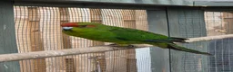 Parakeets birds for sale: Stunning Young Kakarikis For Sale  - Advert 4
