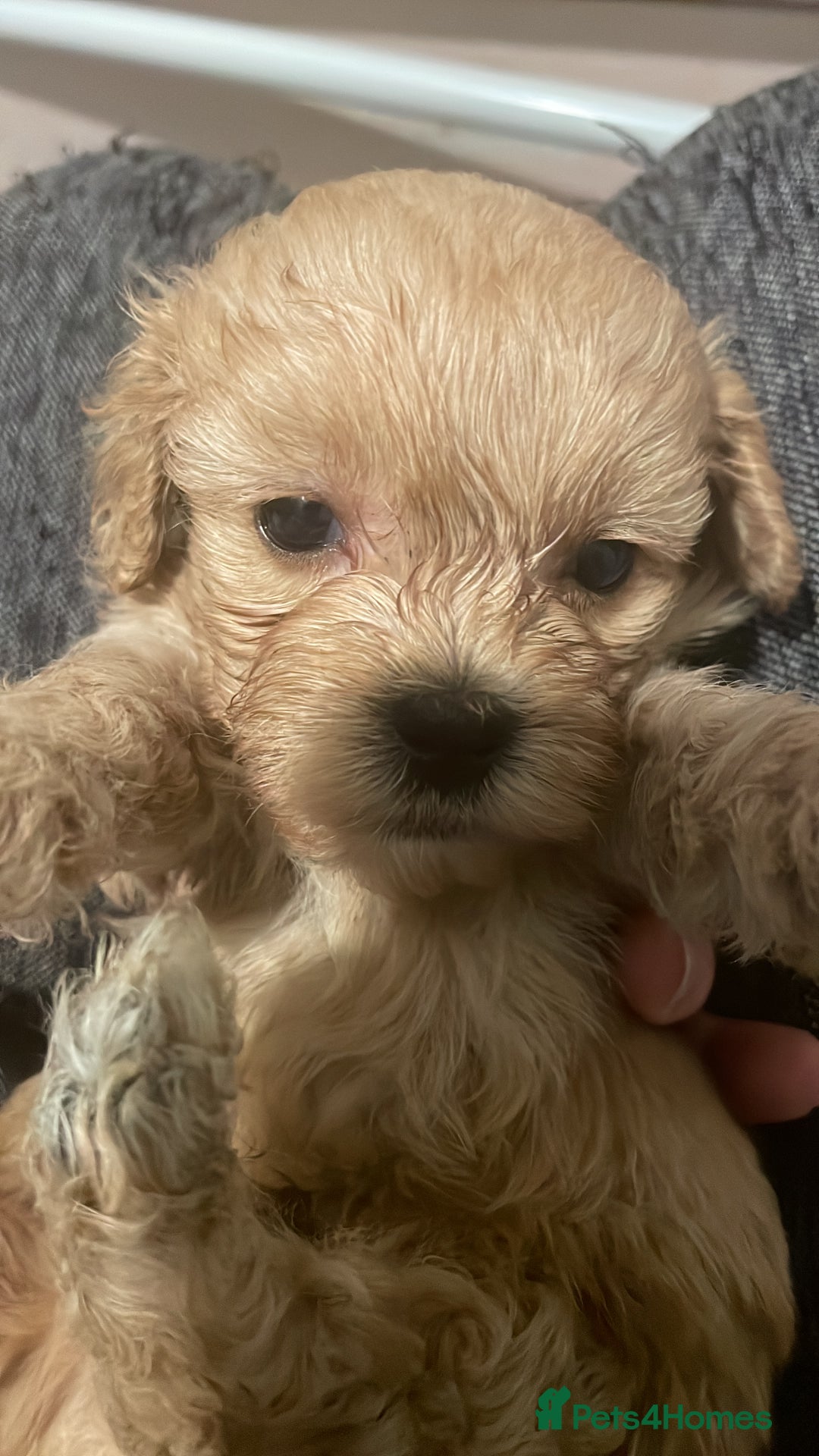 Maltipoo dogs for sale: We have 5 stunning Maltipoos 4 boys and one girl  - Image 4