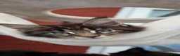 Maine Coon cats for sale: Two beautiful Maine Coon Kittens  in Ashford - Advert 9