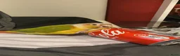 Conures birds for sale: 5-year-old pineapple green cheek conure in London - Advert 6