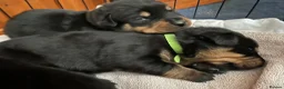 Mixed Breed dogs for sale: Rottweiler Doberman mix in Berwick-upon-Tweed - Advert 15