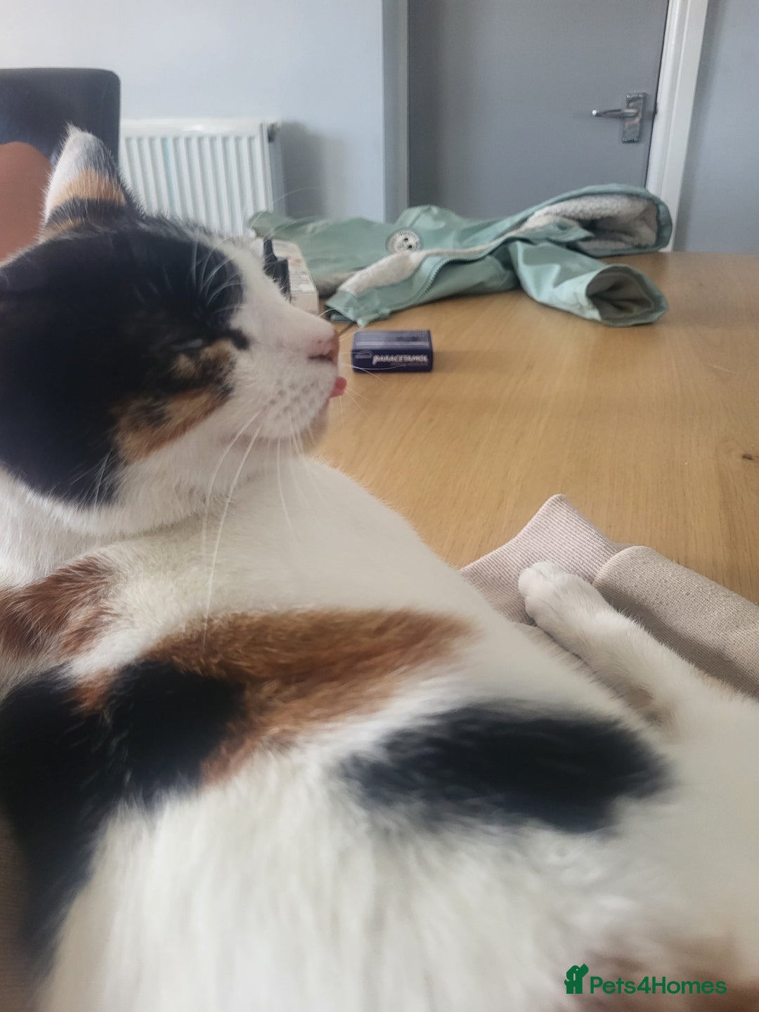 Mixed Breed cats for sale: Female cat  - Advert 2