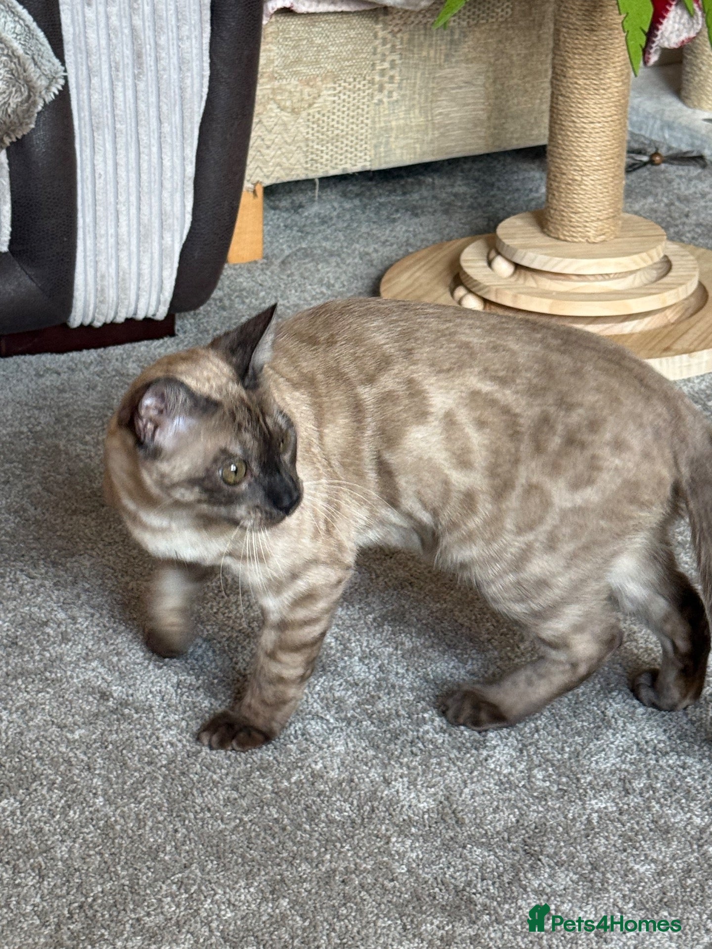 Bengal cats Stunning Solid Silver Mink Bengal ready now ❤️ - Advert 1