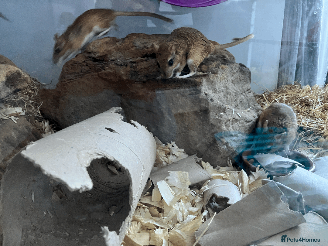 Gerbil rodents for sale: Rare persian jird (female gerbils) price drop - Image 2