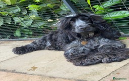 Cockapoo dogs for sale: TOY Cockapoo/ SHOW type F1 / License - Image 30