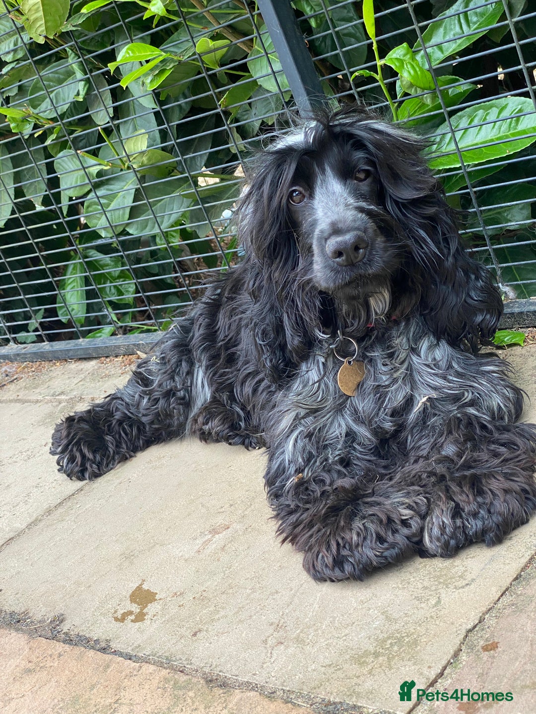 Cockapoo dogs for sale: TOY Cockapoo/ SHOW type F1 / License - Image 30