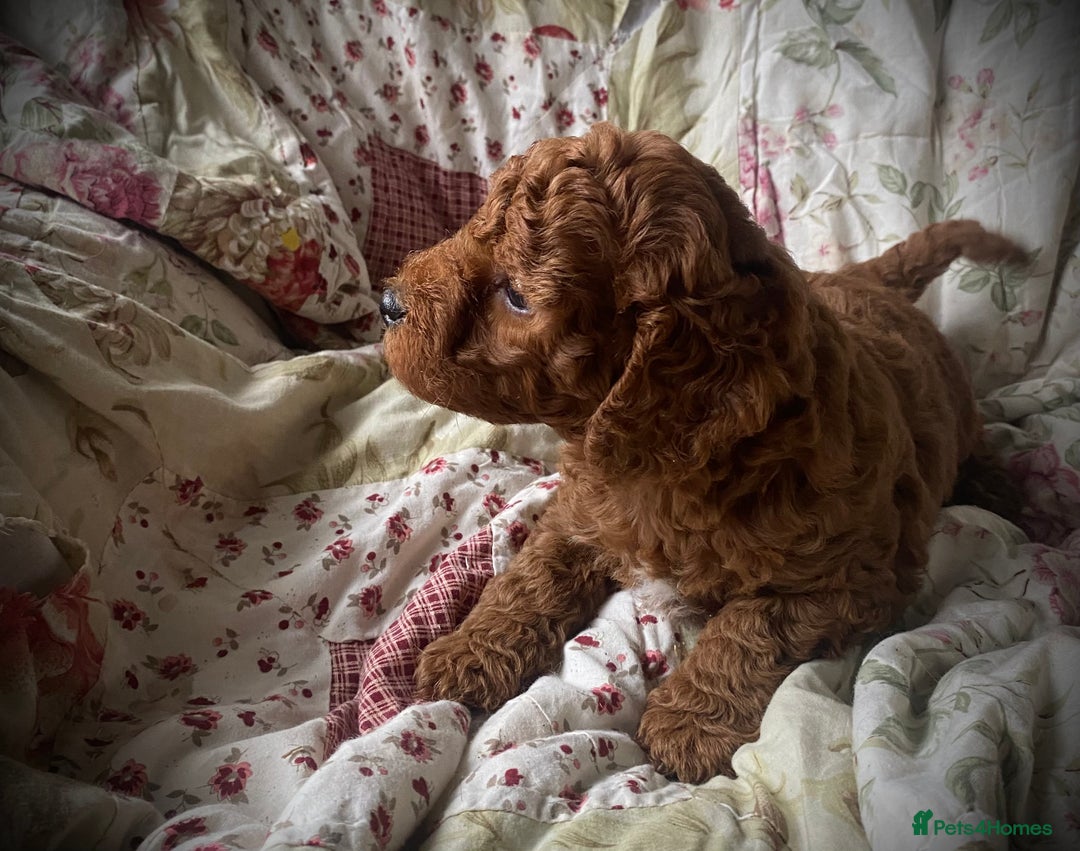 Cockapoo dogs for sale: Fabulous F1b Fox Red Cockapoo Health Cleared - Image 32