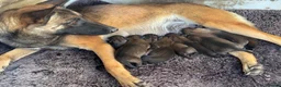 Belgian Shepherd Dog dogs for sale: Belgian shepherd puppies  in Norwich - Advert 1