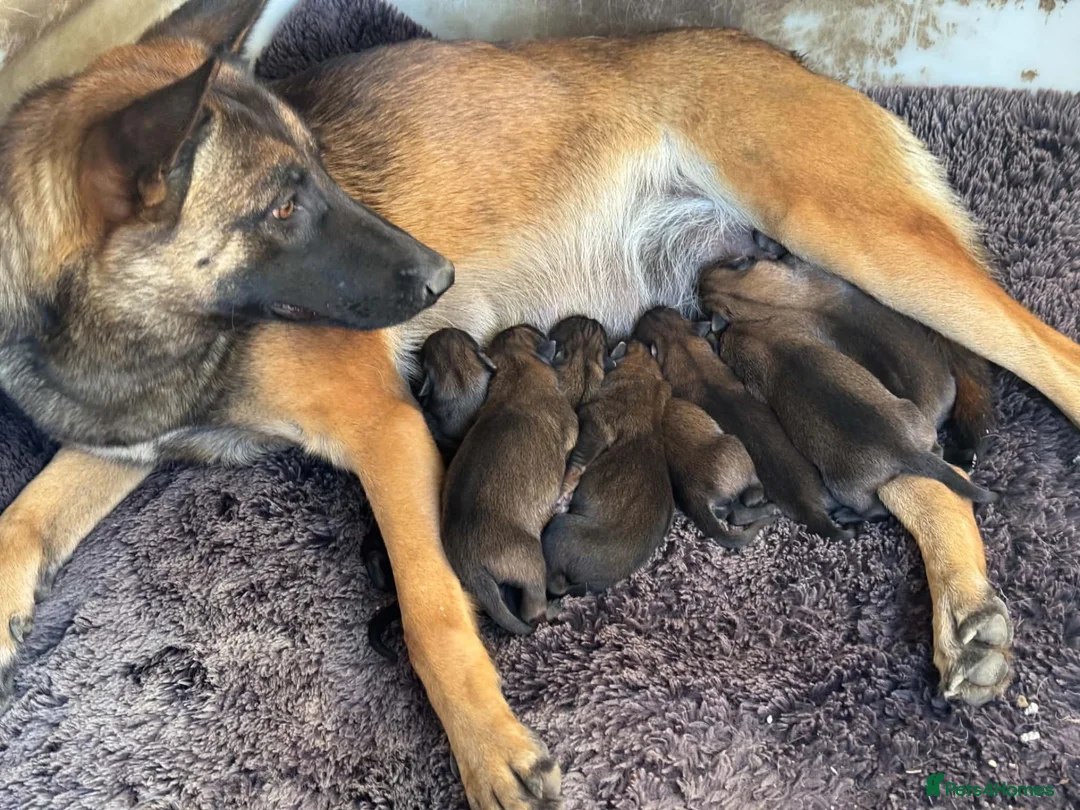 Belgian Shepherd Dog dogs for sale: Belgian shepherd puppies  in Norwich - Advert 1