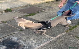 Weimaraner dogs for sale: Beautiful weimanaer bitch - Image 10
