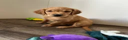 Golden Retriever dogs for sale:  Beautiful red golden retrievers 2 girls  2 boys - Advert 19