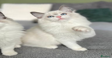 Ragdoll cats - Advert 3