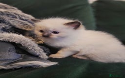 Ragdoll cats for sale: 1xmale 1xfemale ragdoll - Advert 3