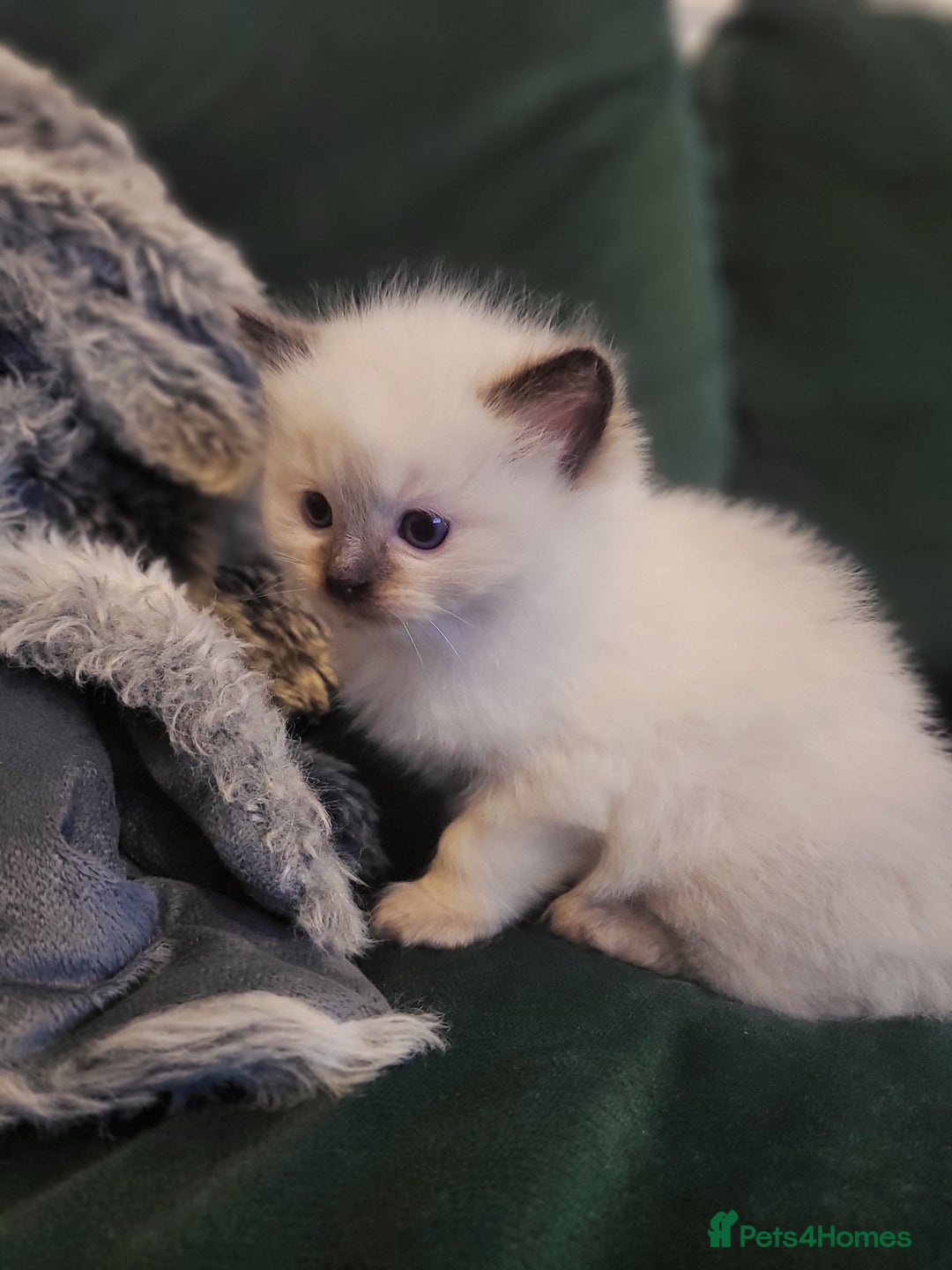 Ragdoll cats for sale: 1xmale 1xfemale ragdoll - Advert 3