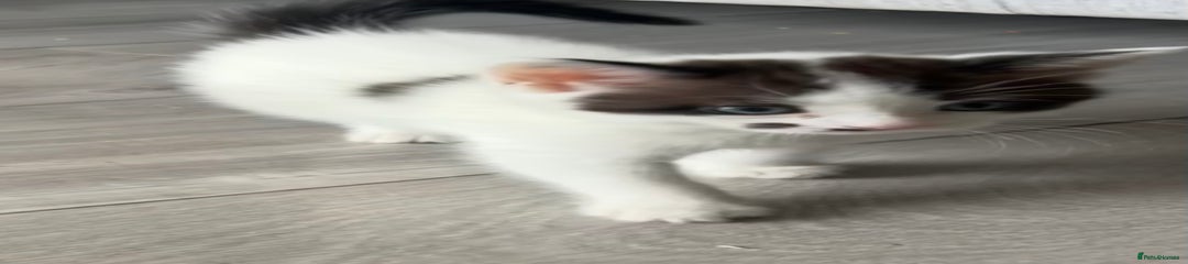 Mixed Breed Kitten 2