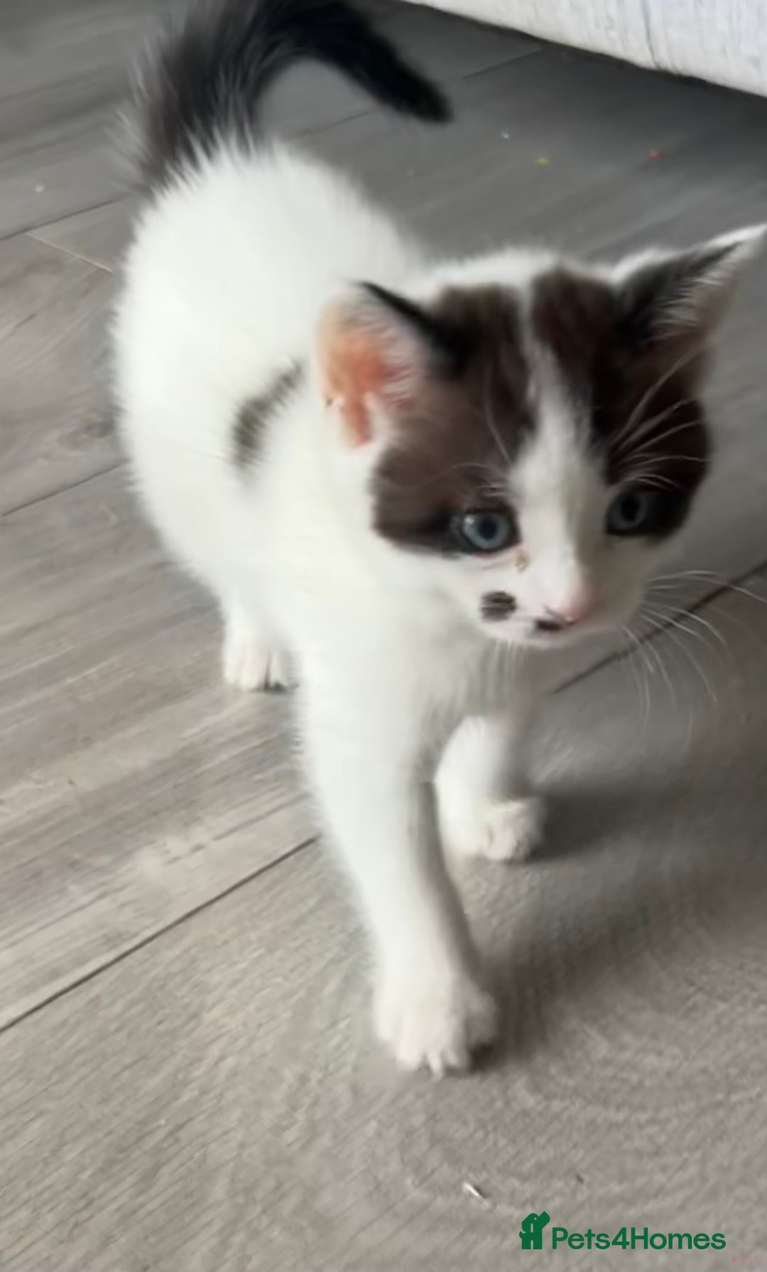 Mixed Breed cats for sale: Kittens  - Image 6