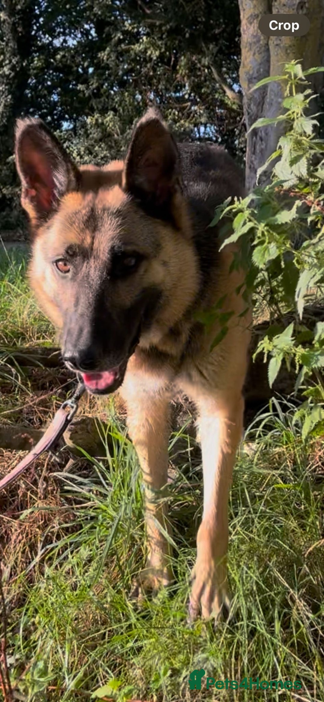 Mixed Breed dogs for adoption: Our Lovely Lucia in Witney - Image 17