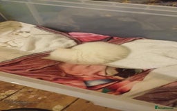 Ragdoll cats for sale: Rare cream point ragdoll & 2 blue bicolour - Image 4