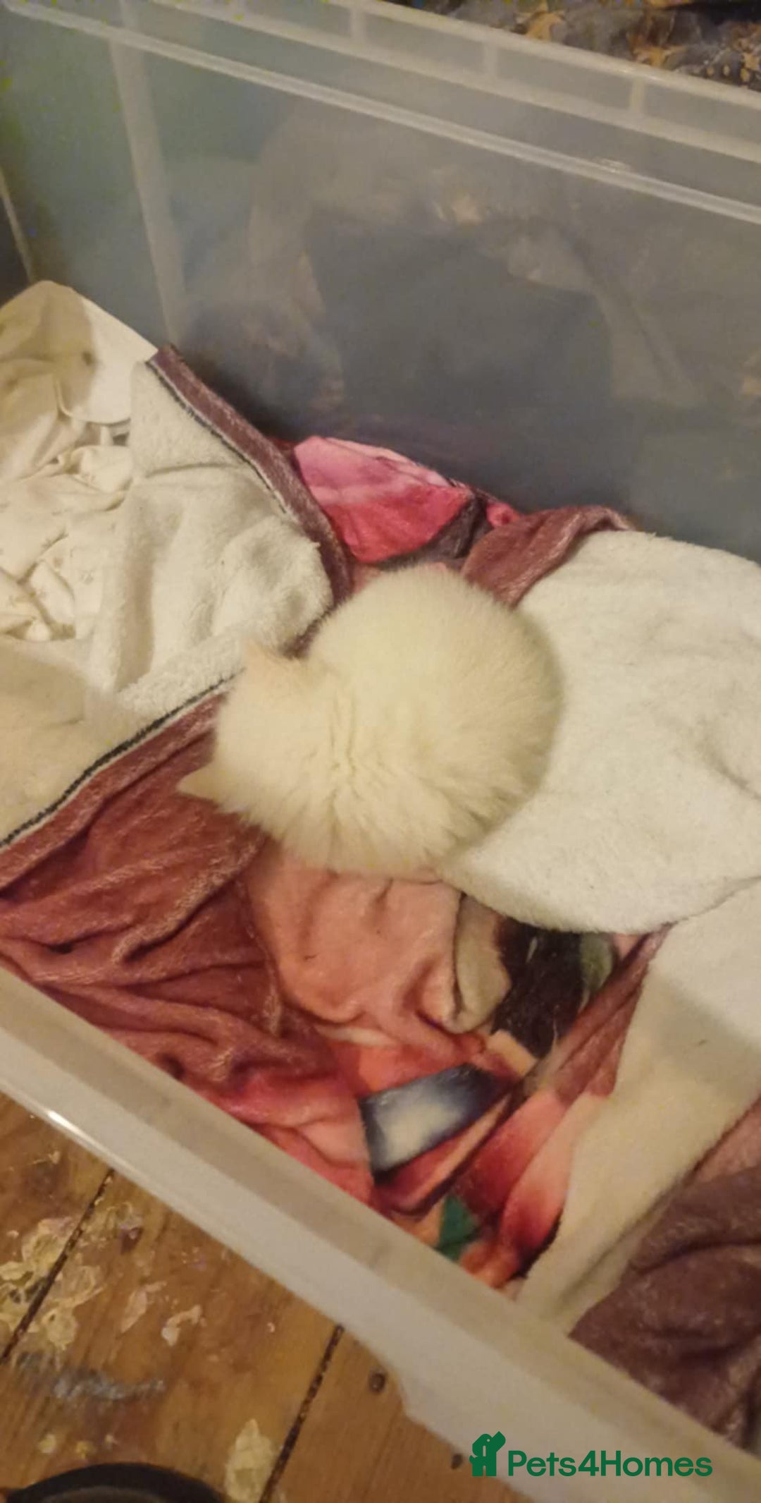 Ragdoll cats for sale: Rare cream point ragdoll & 2 blue bicolour - Image 4