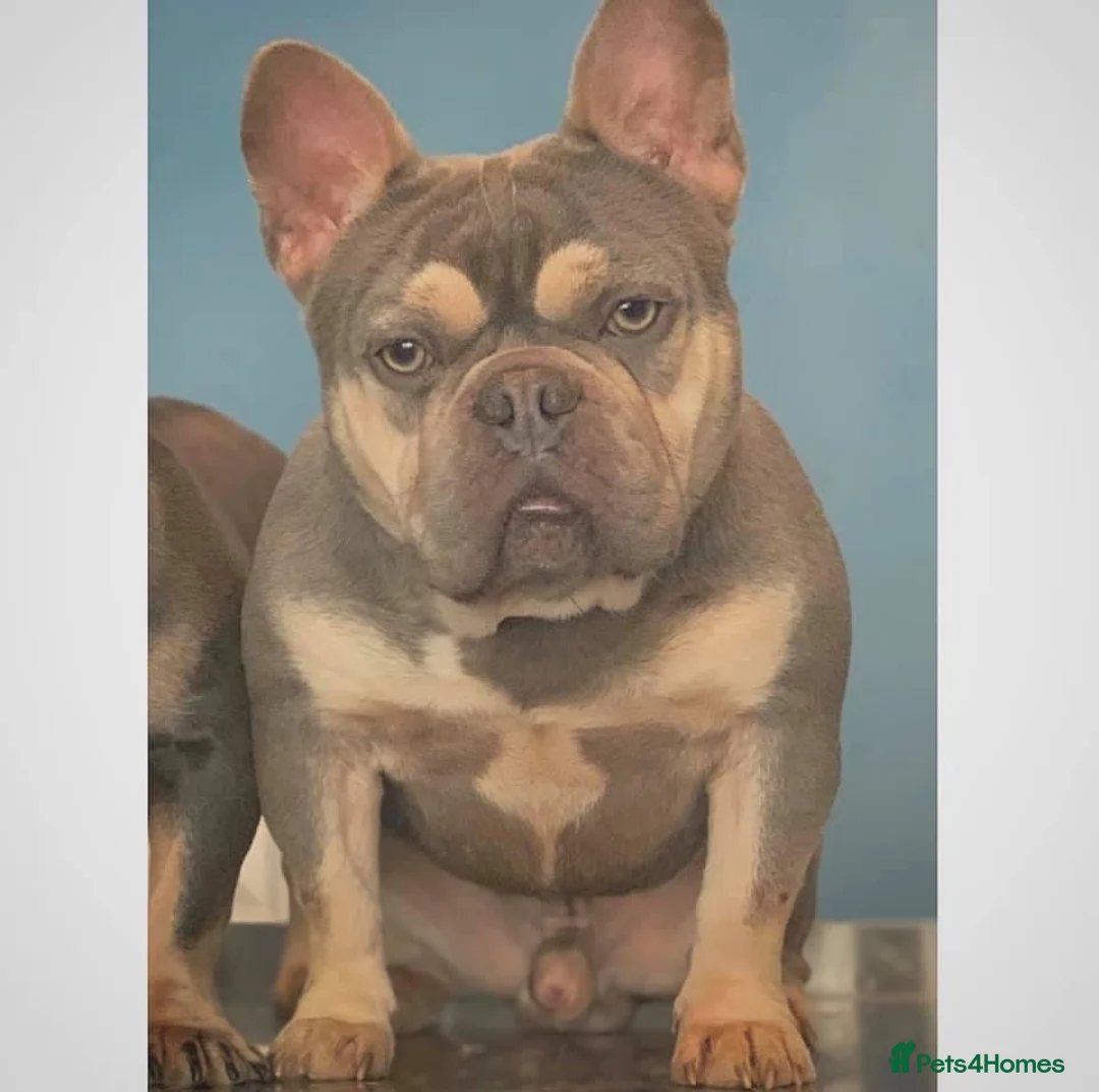 French Bulldog dogs for stud: BEAUTIFUL LILAC AND TAN FRENCH BULLDOG in Sunderland - Advert 9