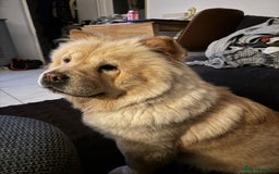 Chow Chow dogs for sale: Stunning chows ready for  **   - Image 8