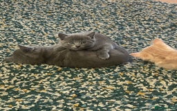Mixed Breed cats for sale: 3 2 month old TORTIE x BRITISH SHORTHAIR KITTENS - Image 35