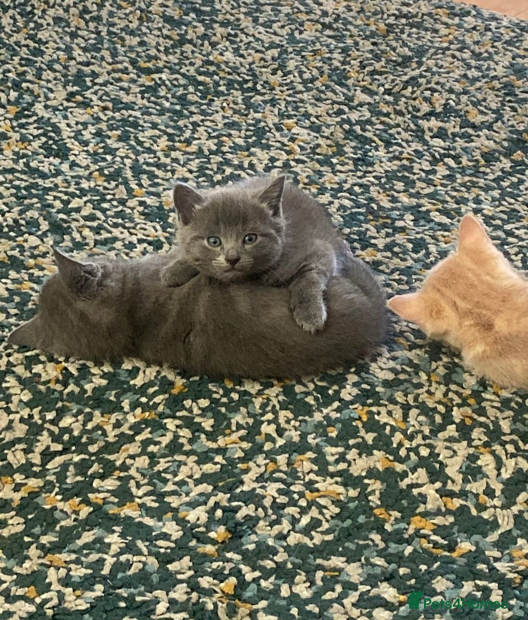 Mixed Breed cats for sale: 3 2 month old TORTIE x BRITISH SHORTHAIR KITTENS - Image 35
