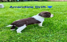 English Springer Spaniel dogs for sale: Springer Spaniels - Image 19