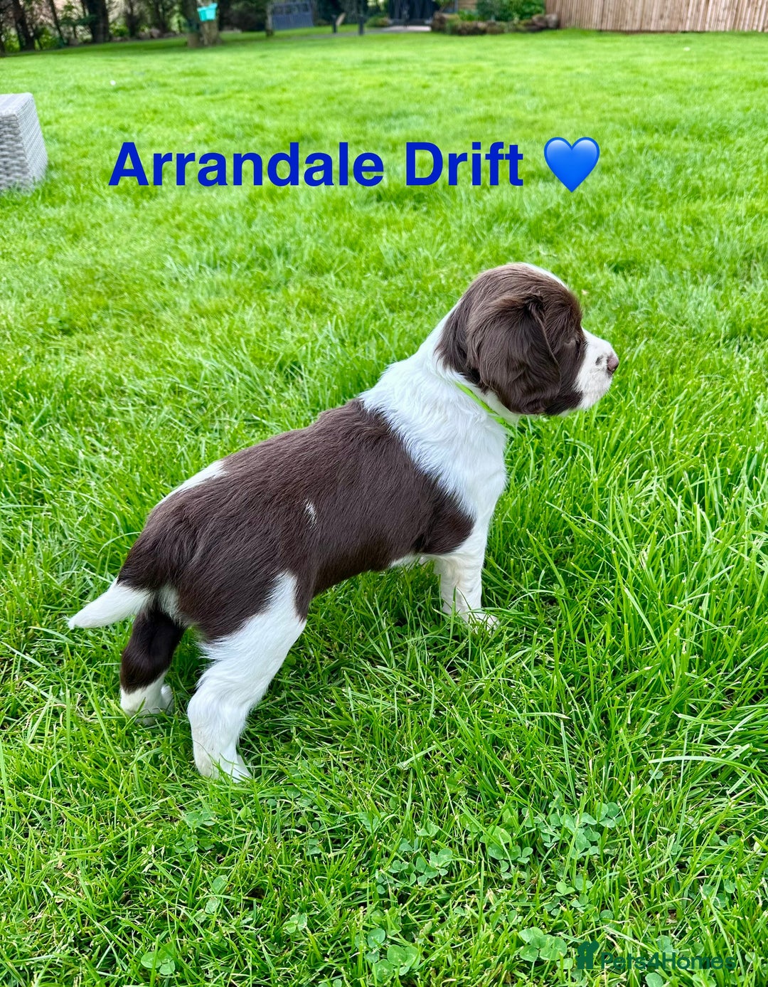 English Springer Spaniel dogs for sale: Springer Spaniels - Image 19