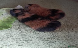 Guinea Pig rodents for sale: BEAUTIFUL BABY TEDDY BOYS  - Image 1