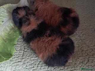 Guinea Pig rodents for sale - Advert 2