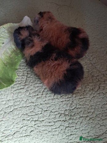 Guinea Pig rodents - Advert 2