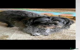 Mixed Breed dogs for adoption: 💝🐾 🐾Introducing SMALL CUTE BOY 🐾TOMMY 🐾 🐾 - Image 3