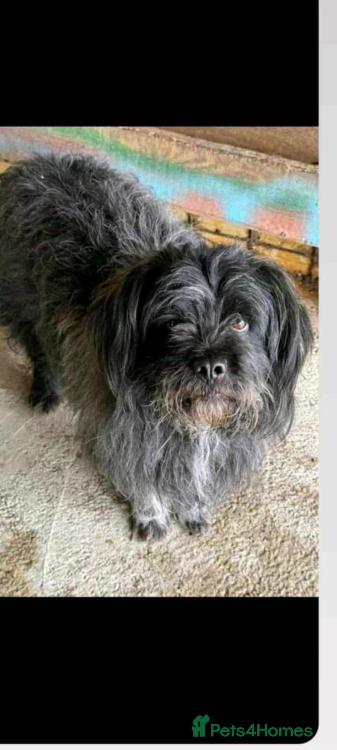 Mixed Breed dogs for adoption: 💝🐾 🐾Introducing SMALL CUTE BOY 🐾TOMMY 🐾 🐾 - Image 3
