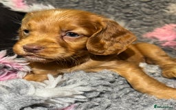 Cocker Spaniel dogs for sale: Beautiful Working Cocker Spaniel puppies - Image 4